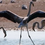 Les flamants roses migrateurs ont tendance vivre plus longtemps et mieux que ceux qui ne migrent pas selon une étude (image d'illustration). KEYSTONE/SANDRO CAMPARDO